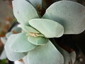 vignette Crassula Morgan beauty 23 11 2010 Ndc