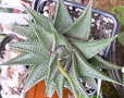 vignette Haworthia limifolia 23 11 2010 Ndc