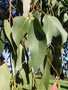 vignette Eucalyptus globulus