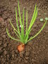 vignette Allium ascalonicum - Échalote