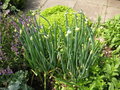 vignette Allium cepa var. Proliferum - Oignon rocambole