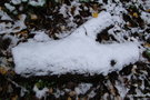 vignette 1ere neige dans mon petit parc