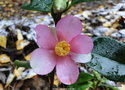 vignette 1ere neige dans mon petit parc, Yume, camellia hybride