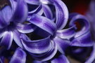 vignette fleur de jacinthes
