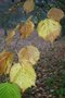 vignette Euptelea polyandra en automne