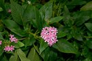 vignette Pentas lanceolata