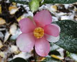 vignette Camlia ' YUME ' camellia hybride