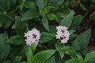 vignette Pentas lanceolata