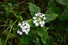 vignette Pentas lanceolata