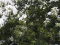 vignette Mimosa (Acacia dealbata) sous la neige