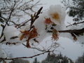 vignette Prunus Subhirtella 'autumnalis' sous la neige