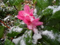 vignette Rhododendron 'Mrs G W Leak' sous la neige