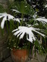vignette Trachycarpus sous la neige