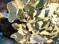 vignette Halimium (cistus) atriplicifolium feuillage au 29 11 10