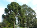 vignette Araucaria angustifolia et Eucalyptus