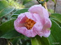 vignette Camlia ' PLANTATION PINK ' camellia sasanqua , givr