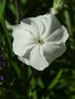 vignette Lychnis coronaria 'Alba' - Coquelourde des jardins