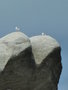 vignette Roches et rochers de Kerlouan