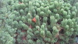vignette Pinus mugho mugus
