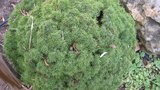 vignette Picea abies 'nidiformis'