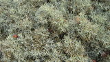 vignette Cupressus arizonica glauca compacta