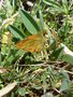 vignette Thymelicus lineola - Papillon