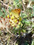 vignette Thymelicus lineola - Papillon