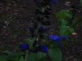 vignette Salvia guaranitica costa rica blue gros plan au 26 11 10