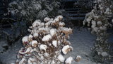 vignette neige dans le jardin