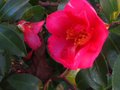 vignette Camellia hiemalis kanjiro gros plan au 29 11 10