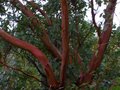 vignette Arbutus andrachnoides au 30 11 10