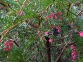 vignette Grevillea rosmarinifolia au 02 12 10