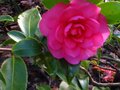 vignette Camellia hiemalis chansonette au 02 12 10