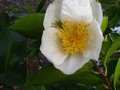 vignette Camellia sasanqua narumigata au 02 12 10