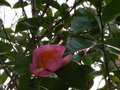 vignette Camellia sasanqua plantation pink au 02 12 10