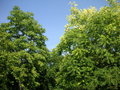vignette Ailanthus altissima - Faux-vernis du Japon, Vernis du Japon et Cedrela sinensis - Cdrla de Chine