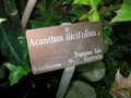vignette Acanthus ilicifolius