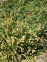 vignette Petrophytum caespitosum