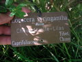 vignette Lonicera syringantha - Chvrefeuille lilas