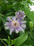 vignette Passiflora incarnata
