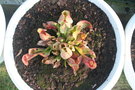 vignette Sarracenia purpurea 20071015