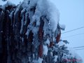 vignette Branche de sapin sous la neige