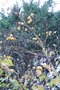 vignette Pseudocydonia sinensis / Rosaces   / Chine