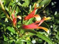 vignette Lobelia laxiflora var. angustifolia