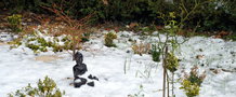 vignette Jardin japonais sous la neige