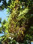 vignette Bulbophyllum nutans