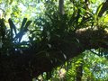 vignette Bulbophyllum (variegatum ?)