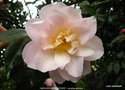 vignette Camlia ' MARJORIE MAGNIFICIENT ' camellia japonica