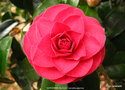 vignette Camlia ' KATHERINE NUCCIO ' camellia japonica