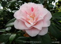 vignette Camlia ' FUNNY FACE BETTY ' camellia japonica